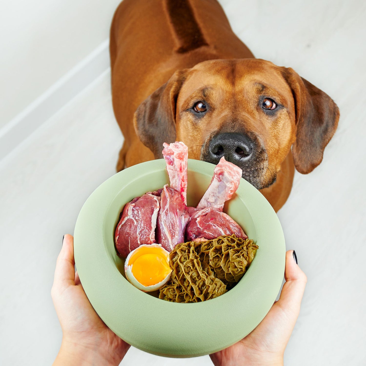Huile Saumon et Graisse de Mouton - Complément pour chien – Pep's Your Dog