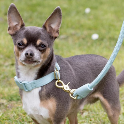 Ensemble Collier Bleu Ciel 💎 - Pep's Your Dog