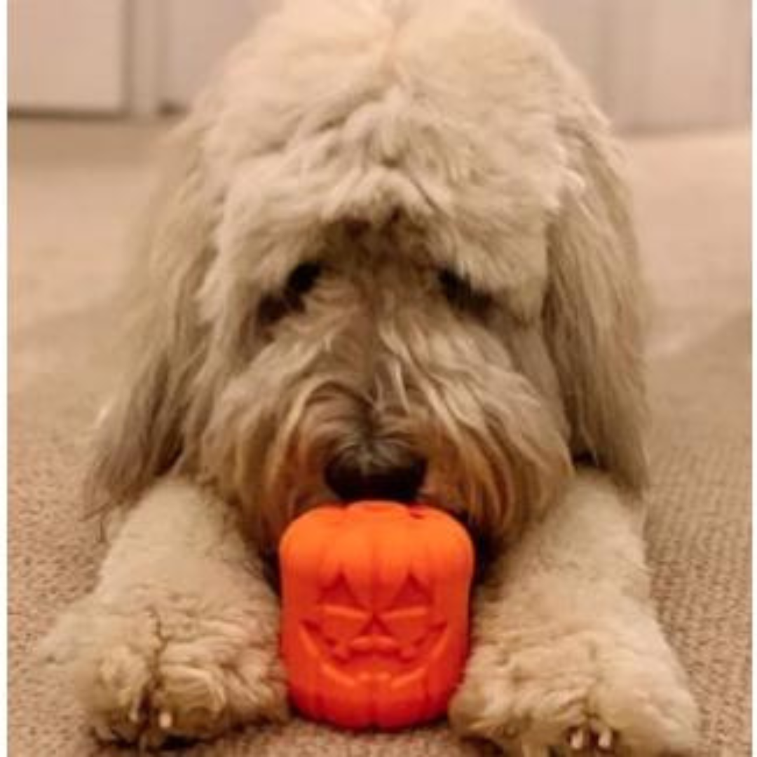 Jouet d'occupation Citrouille 🎃 - Pep's Your Dog