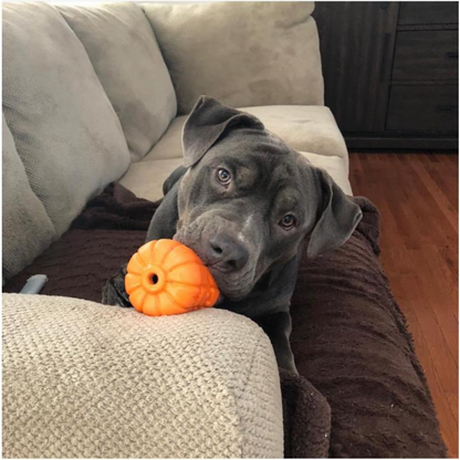 Jouet d'occupation Citrouille 🎃 - Pep's Your Dog