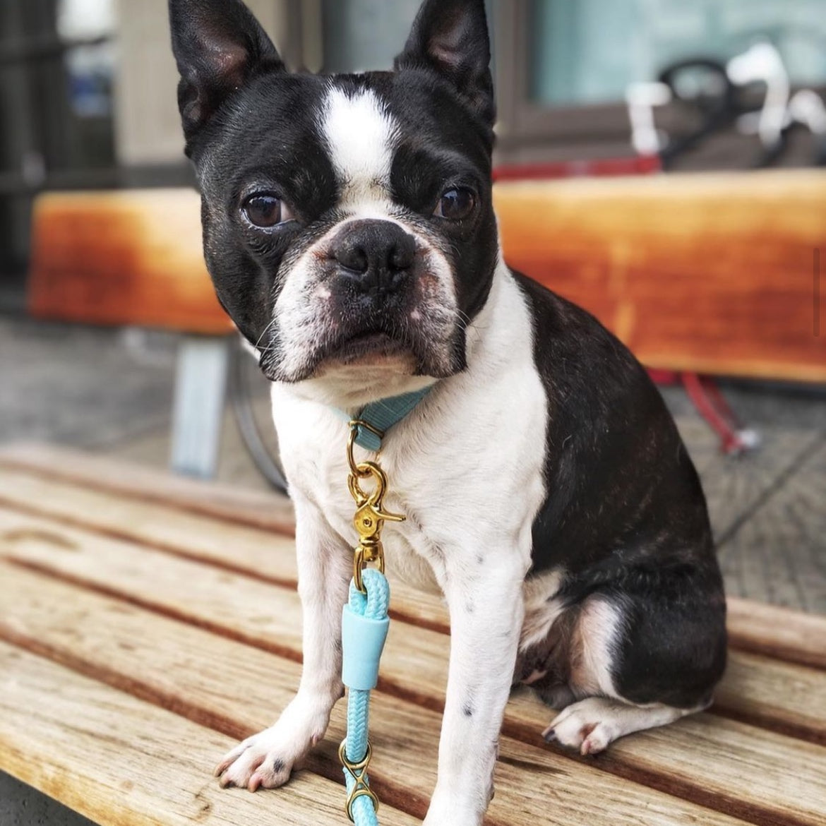 Ensemble Collier Bleu Ciel 💎 - Pep's Your Dog